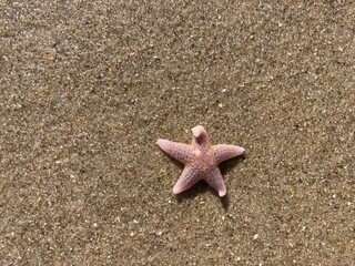 Fototapeta na wymiar In the sand on the beach lies a small starfish