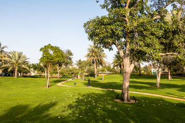 City park with exotic palm trees, botanical garden in Abu Dhabi. UAE.