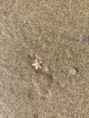 In the sand on the beach lies a small starfish