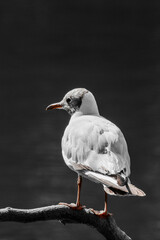 seagull on a tree