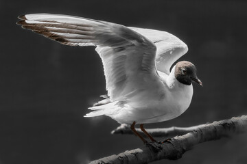 seagull on the beach
