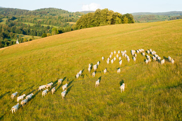 White cows graze on large mountain meadow with grass in highland. Herd of cattle on pasture in countryside on sunny summer day aerial view © vladim_ka