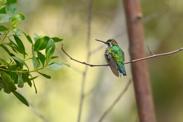 colibri (chlorostilbon Poortmani) en pequeña rama con fondo de bosque. Villa de Leyva, Colombia