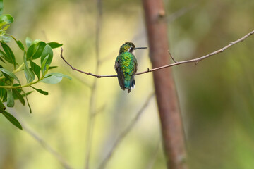 colibri (chlorostilbon Poortmani) en pequeña rama con fondo de bosque. Villa de Leyva, Colombia