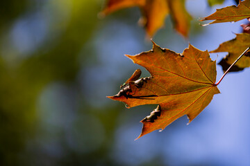 Feuille avec libellule