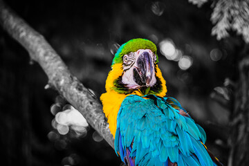 blue and yellow macaw © AngelaCarrionPhotos