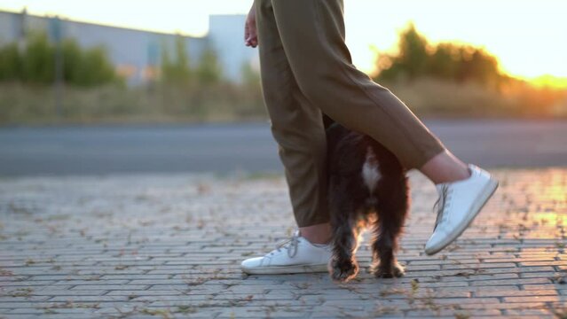 Zwergschnauzer snakes between his master's legs. Girl walking the dog at sunset