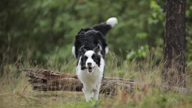 Amazing Cute border collie jump over log on grass in a beautiful forest to camera in slow motion