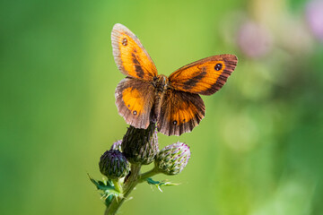 butterfly on flower