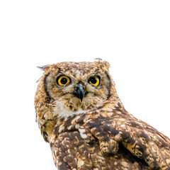 great horned owl