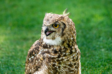 great horned owl