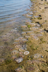 Lots of jellyfish washed up on a beach of Baltic Sea. Moon jellyfish abundance.