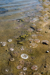 Lots of jellyfish washed up on a beach of Baltic Sea. Moon jellyfish abundance.