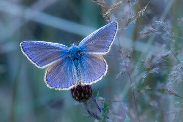 butterfly on a flower