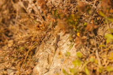 Lizard on a rock at the top of the Demerdzhi mountain range