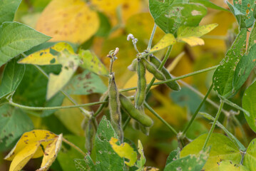 Soybeans In September Approaching Harvest Time