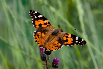 butterfly on a flower