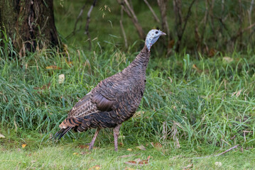 Wild Turkey Taking Cover In The Tall Grass