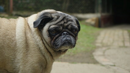pug