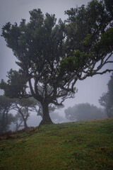 Obraz na płótnie Canvas Misty foggy morning in the Fanal forest. Madeira island, Portugal. October 2021