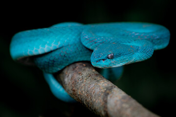 Blue white lipped Island pit viper snake on a tree