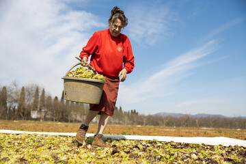 Senior Woman Farmer Harvesting Winter Chicory in Her Vegetable Basket