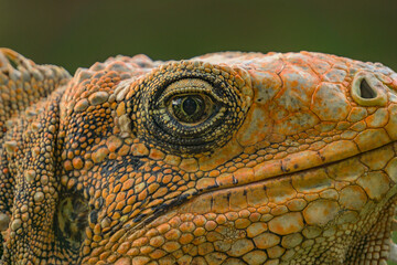 reptile head