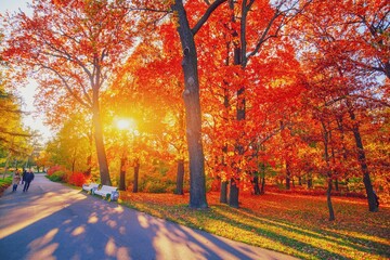 Autumn forest path. Orange color tree, red brown maple leaves in fall city park. Nature scene in sunset fog Wood bench in scenic scenery Bright light sun Sunrise of a sunny day, morning sunlight view.