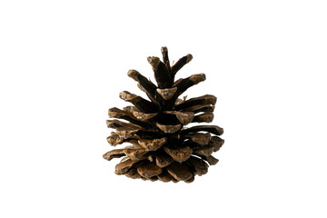 Pine cone on a white background.