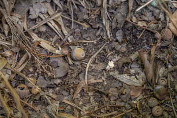 petit gland sur le sol d'une forêt avec des brindilles