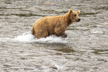 Obraz premium Brook's Falls Grizzly Bear in Alaska