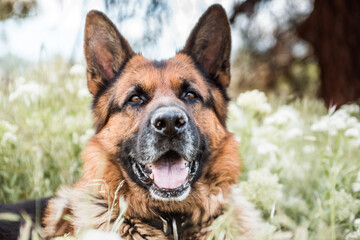 German Shepherd dog sitting in the grass