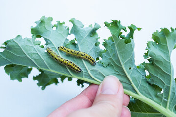 Caterpillars eating kale cabbage on white background. Cabbage worms eat holes in leaves and destroy...