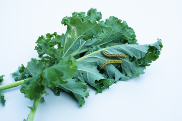 Caterpillars eating kale cabbage on white background. Cabbage worms eat holes in leaves and destroy...