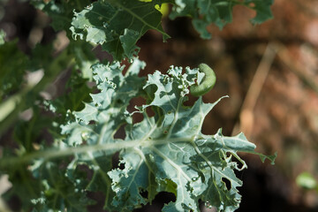 Caterpillars eating kale cabbage. Cabbage worms eat holes in leaves and destroy the crop.