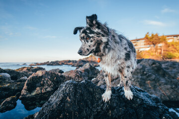Border Collie dog on an adventure