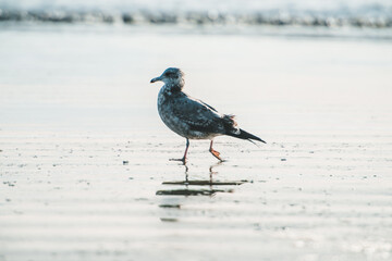 Seagull on the shore