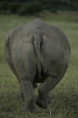 Fototapeta premium Rhino standing in a safari field 