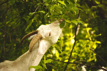 Saanan and alpine goats on a small farm in Ontario, Canada. © Erika Norris