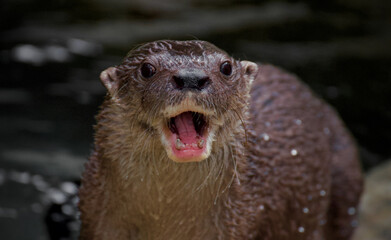 Obraz premium otter on the rock