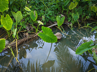 Close-up of Wet Kalo Taro Field on Windward Oahu on a beautiful day.