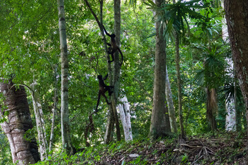 spider monkeys in tree