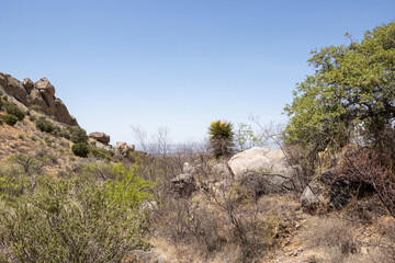 flowers blooming in the desert