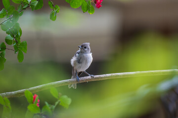 titmouse on a branch