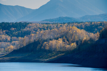 Obraz premium 湖畔の黄葉のシラカバ林 