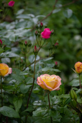 カラフルな薔薇が咲いた夏の庭