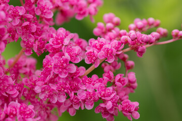 満開の赤いシモツケソウ
