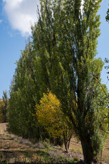 秋の畑の中のポプラ並木
