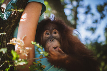 Cutest baby orangutan hangs in a tree in zoo