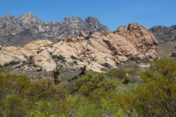 Fototapeta na wymiar Organ Mountains in New Mexico